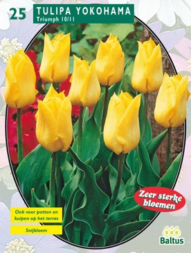 Baltus Tulipa Yokohama, Greiggi per 25 - 