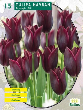 Baltus Tulipa Havran per 15 - 