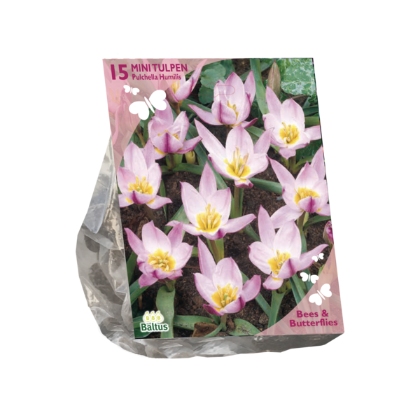 Baltus Bees & Butterflies Tulipa Pulchella Humillis per 15 bloembollen - 