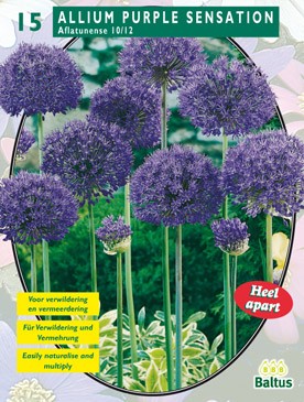 Baltus Allium Aflatunense Purple Sensation per 15 - 