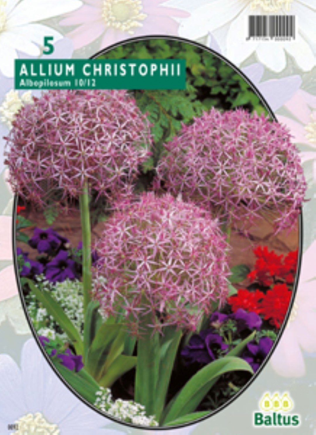 Baltus Allium Albopilosum Christophii per 5 bloembollen - 