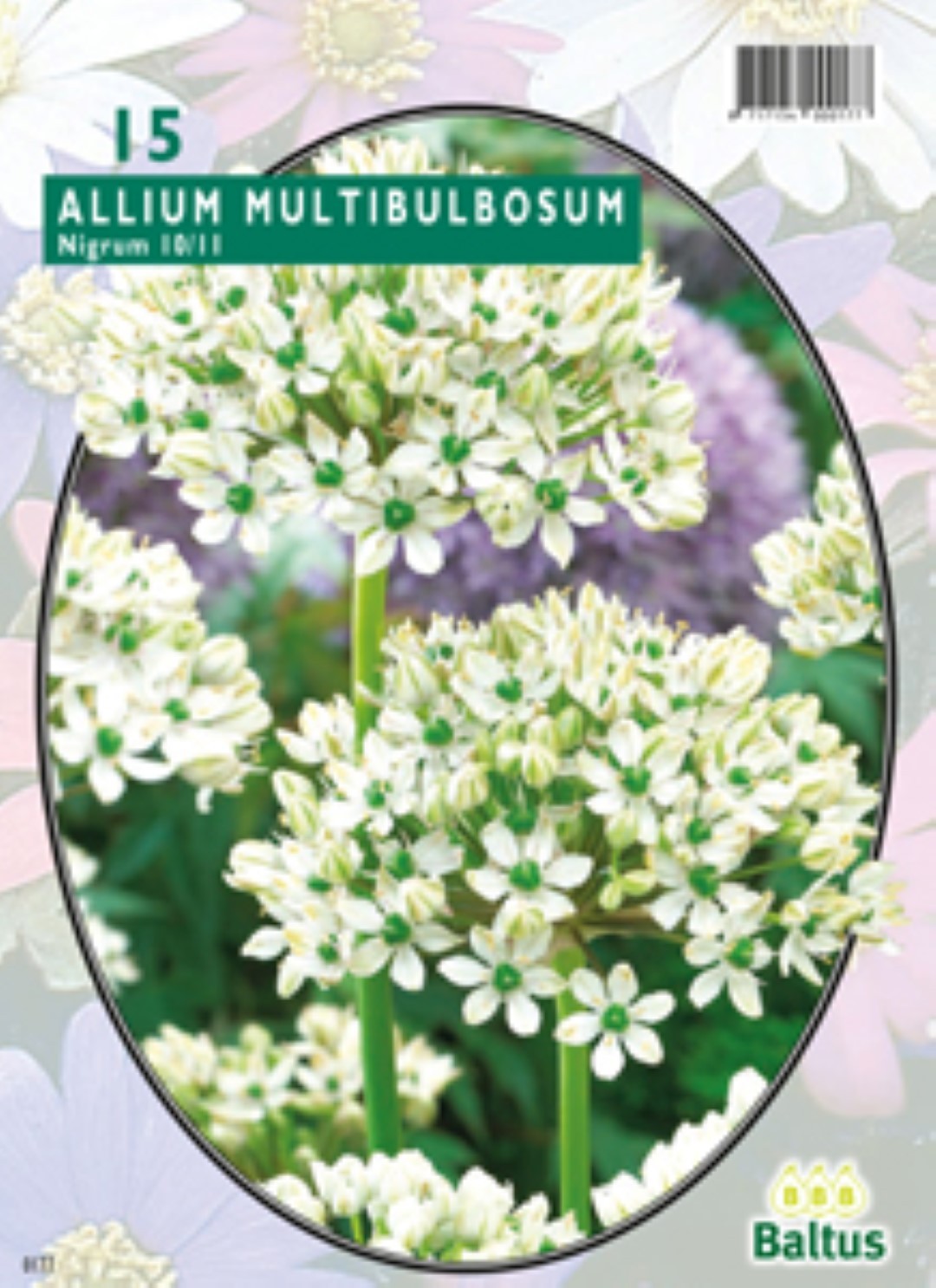 Baltus Allium Nigrum Multibubosum per 15 bloembollen - 