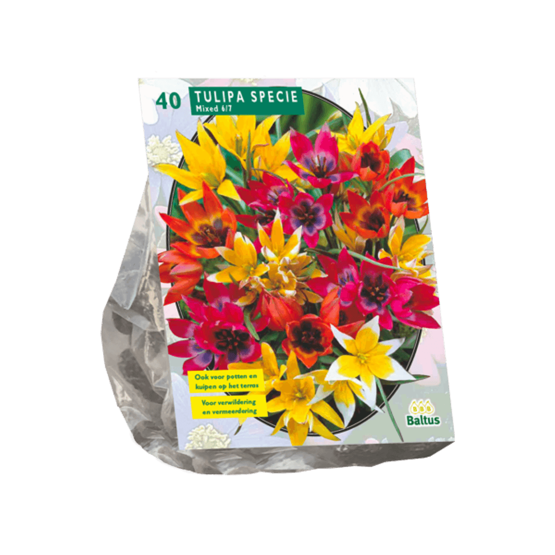 Baltus Tulipa Specie mix per 40 - 