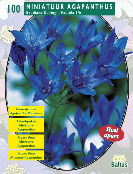 Baltus Zomer Bloembollen Brodiaea Fabiola per 100 - 