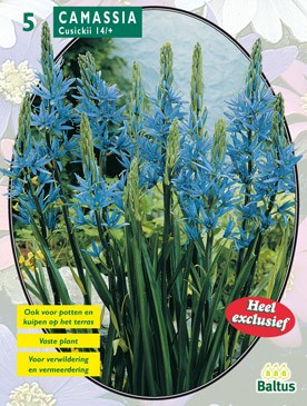 Baltus Camassia Cusickii per 5 - 