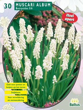 Baltus Muscari Botryoides Album per 30 - 