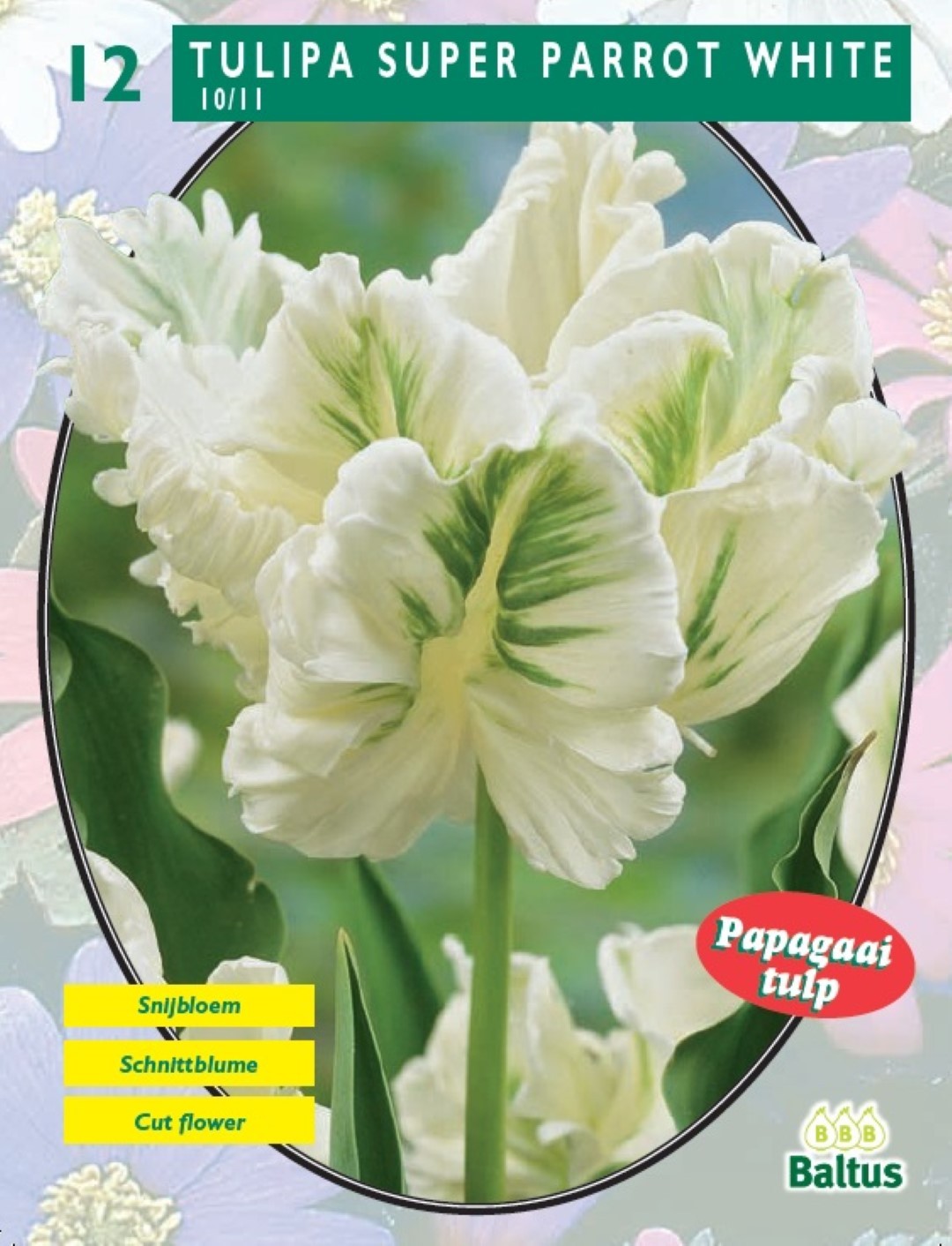 Baltus Tulipa Super Parrot White (Parkiet) per 12 - 