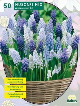 Baltus Muscari Mix per 50 - 