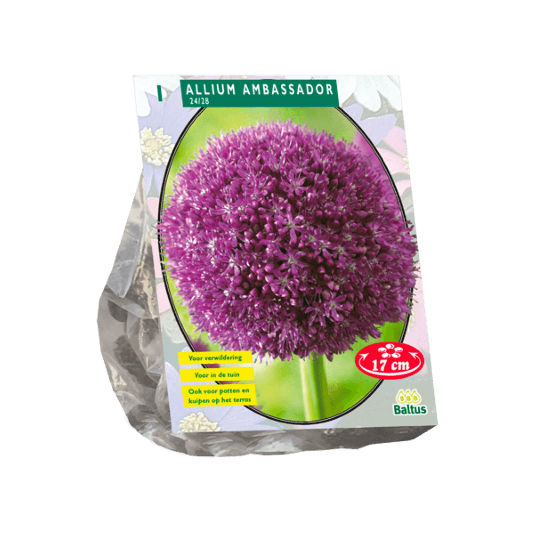 Baltus Allium Ambassador per 1 - 