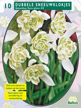 Baltus Galanthus Nivalis Flore Pleno per 10 - 