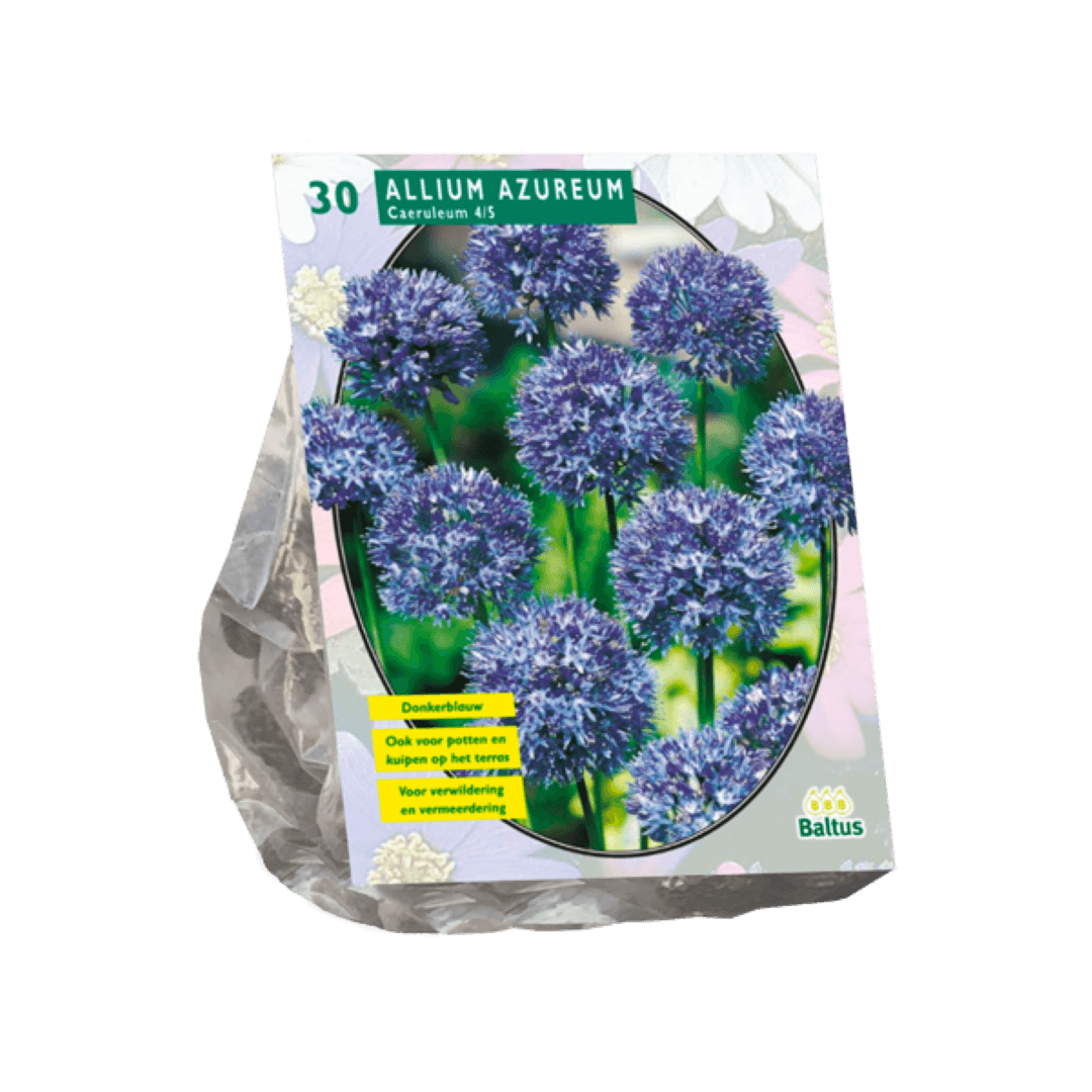 Baltus Allium Caeruleum Azureum per 30 - 