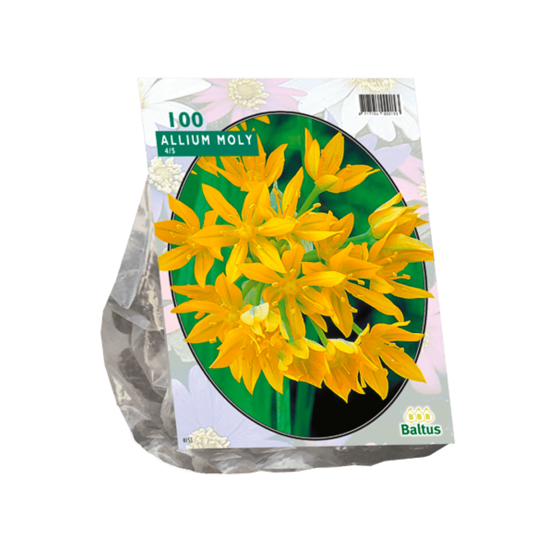 Baltus Allium Moly per 100 - 