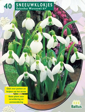 Baltus Galanthus, Wit per 25 - 