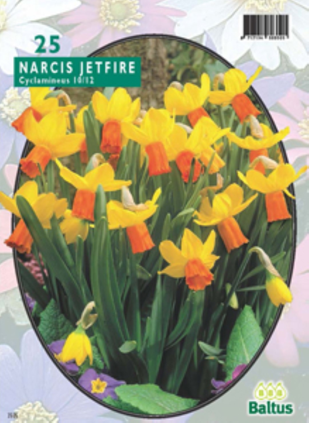 Baltus Narcis Mini Jetfire geel-oranje per 25 bloembollen - 