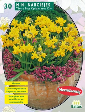 Baltus Narcis Mini Tete a Tete, Geel per 20 - 