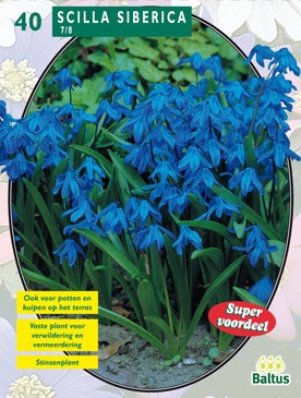 Baltus Scilla Siberica per 40 - 