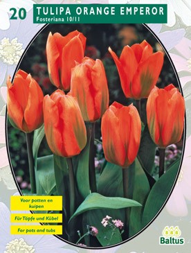 Baltus Tulipa Orange Emperor, Fosteriana per 20 - 