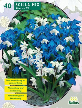 Baltus Scilla Siberica Mixed per 40 - 