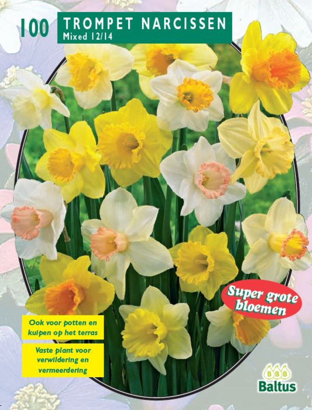 Baltus Narcis Trompet, Mix per 100 - 