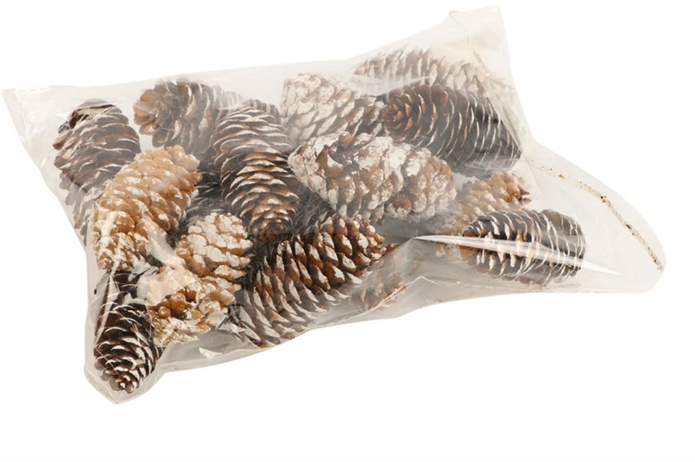 HBX natural living Pinecone Spruce 150gr L-6 White