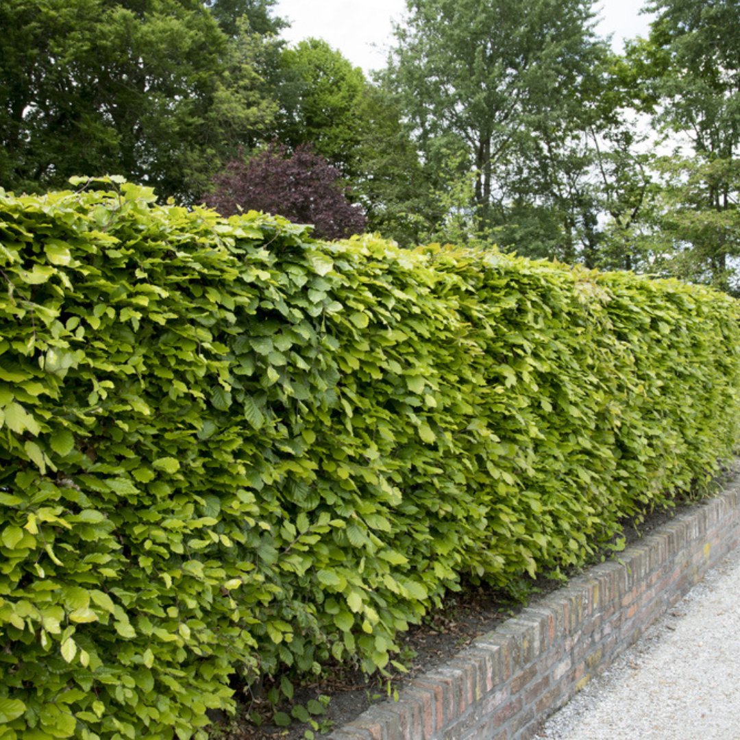 Tuinplant.nl Groene beukenhaag