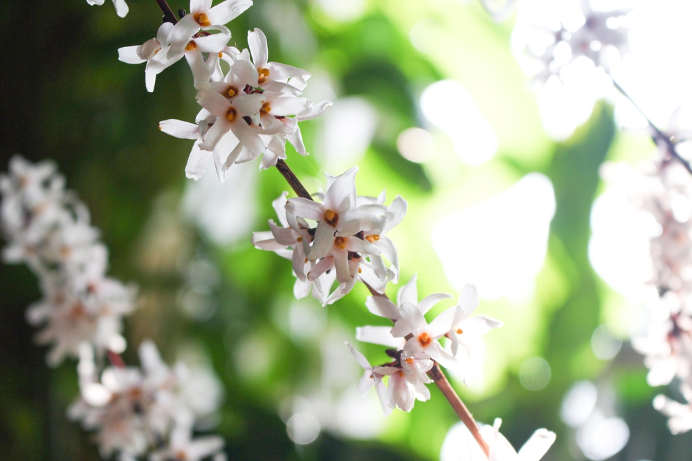 Tuinplant.nl Witte forsythia