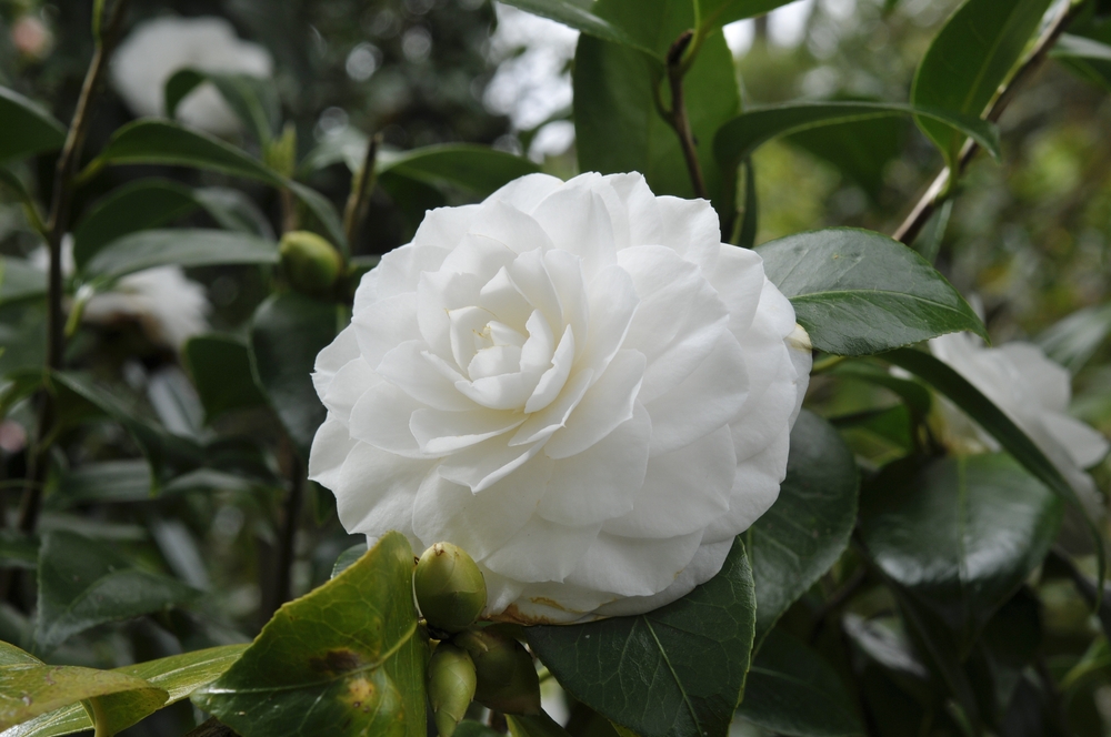 Tuinplant.nl Camellia