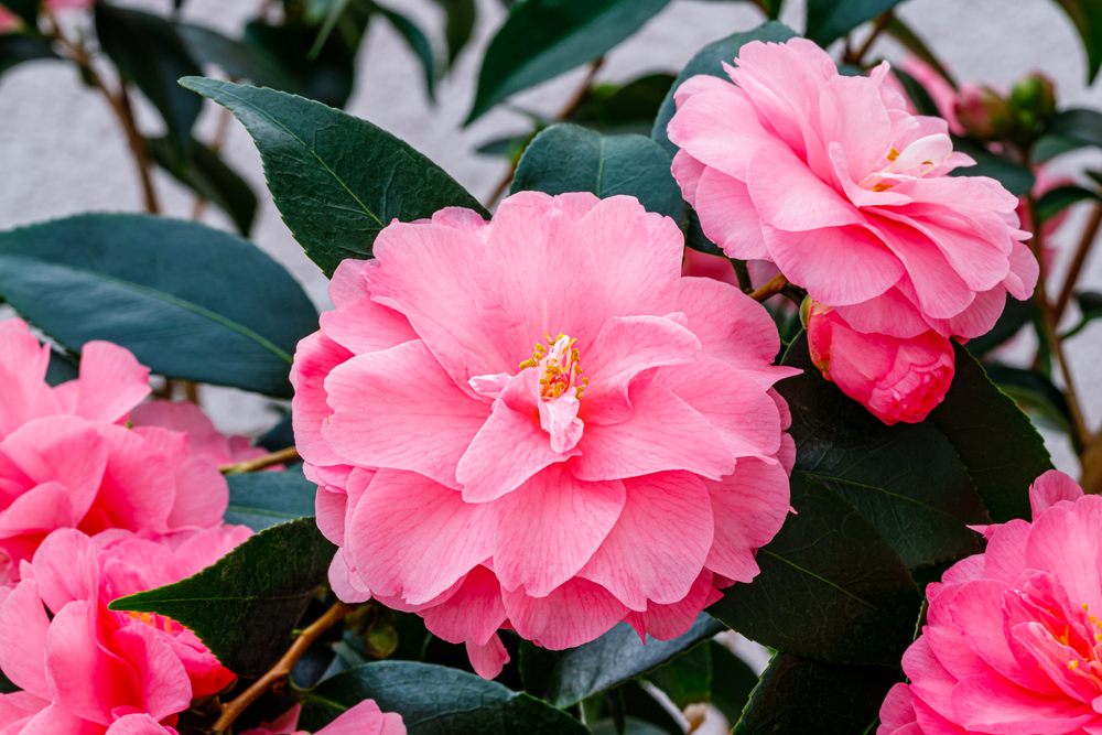 Tuinplant.nl Camellia