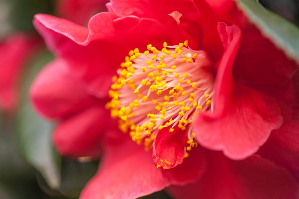 Tuinplant.nl Camellia