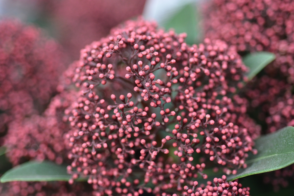 Tuinplant.nl Skimmia