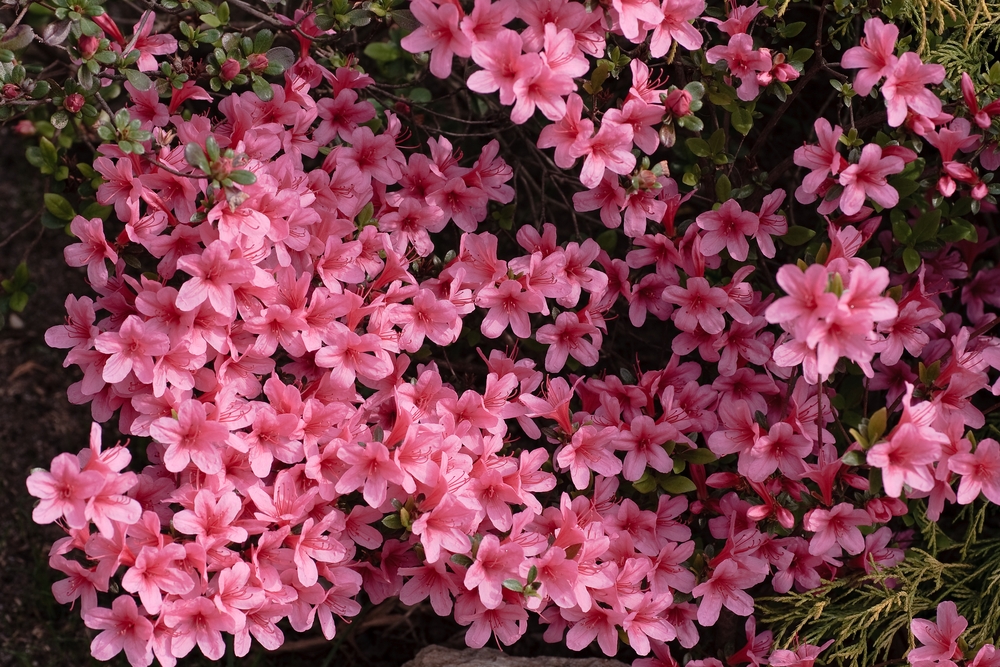 Tuinplant.nl Azalea 'Geisha Pink'