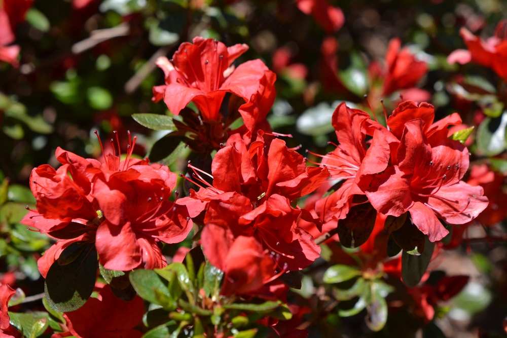 Tuinplant.nl Azalea 'Geisha Red'