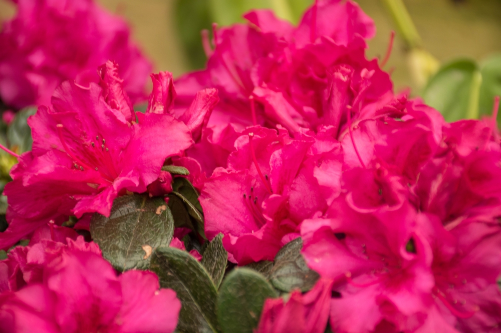 Tuinplant.nl Azalea japonica 'Anouk'