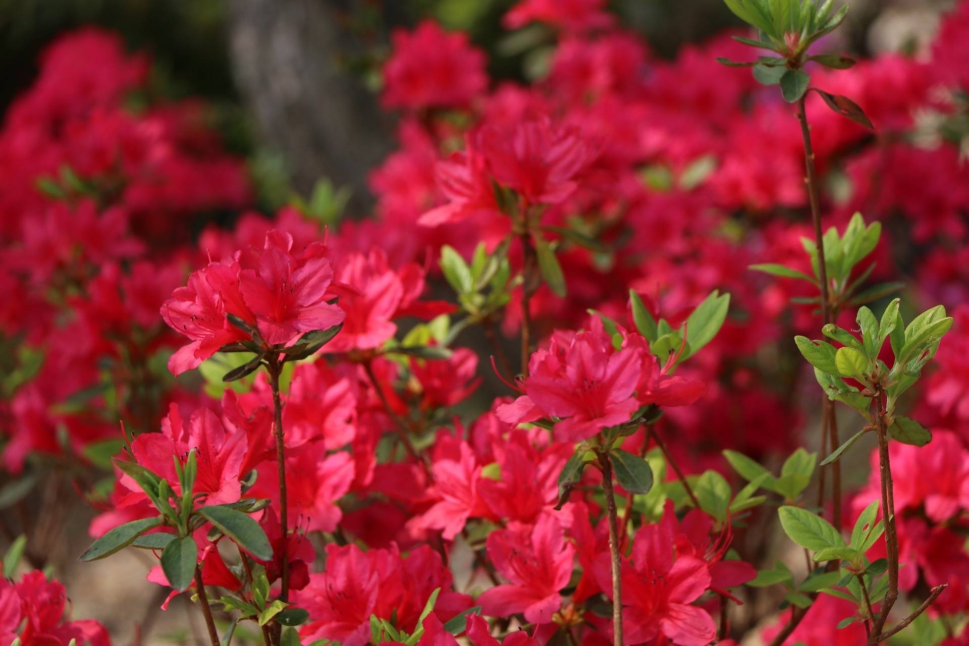 Tuinplant.nl Azalea Japonica 'Arabesk'