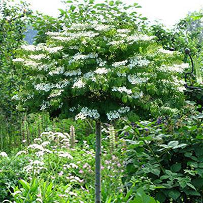 Tuinplant.nl Japanse sneeuwbal op stam