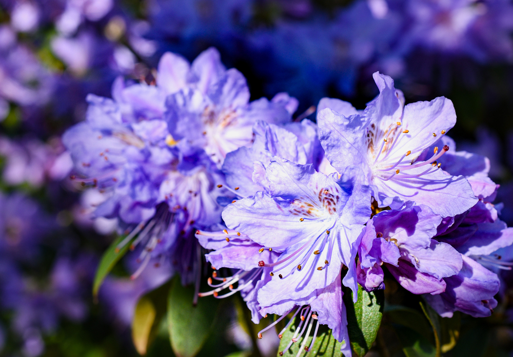 Tuinplant.nl Dwerg rhododendron