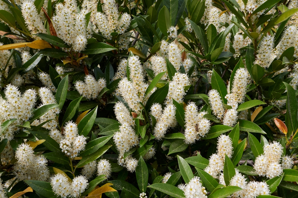 Tuinplant.nl Prunus laurocerasus 'Otto Luyken'