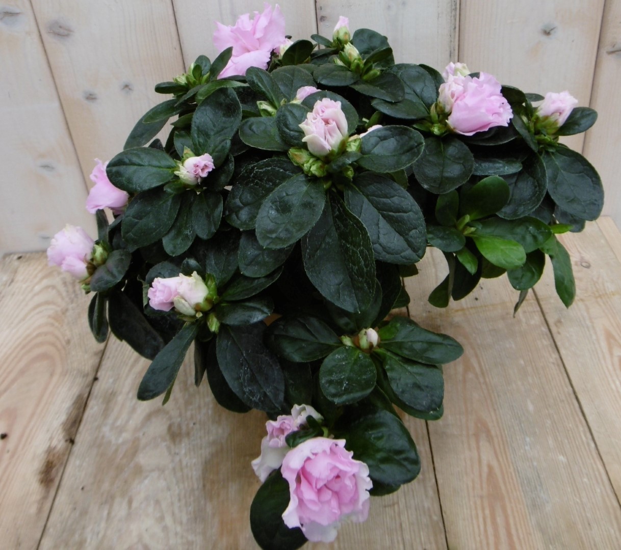 Warentuin Natuurlijk Kamerplant Azalea roze - 