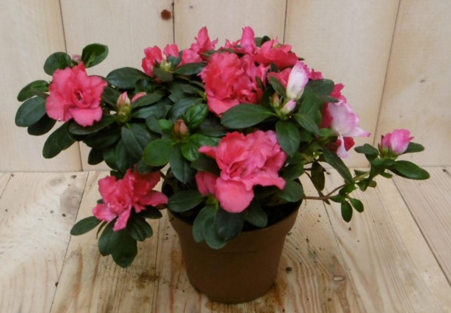 Warentuin Natuurlijk Kamerplant Azalea rood groot - 