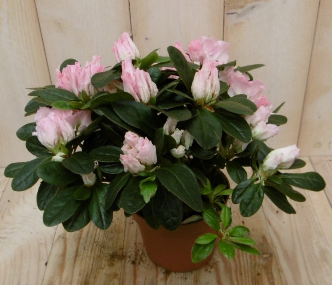 Warentuin Natuurlijk Kamerplant Azalea roze groot - 