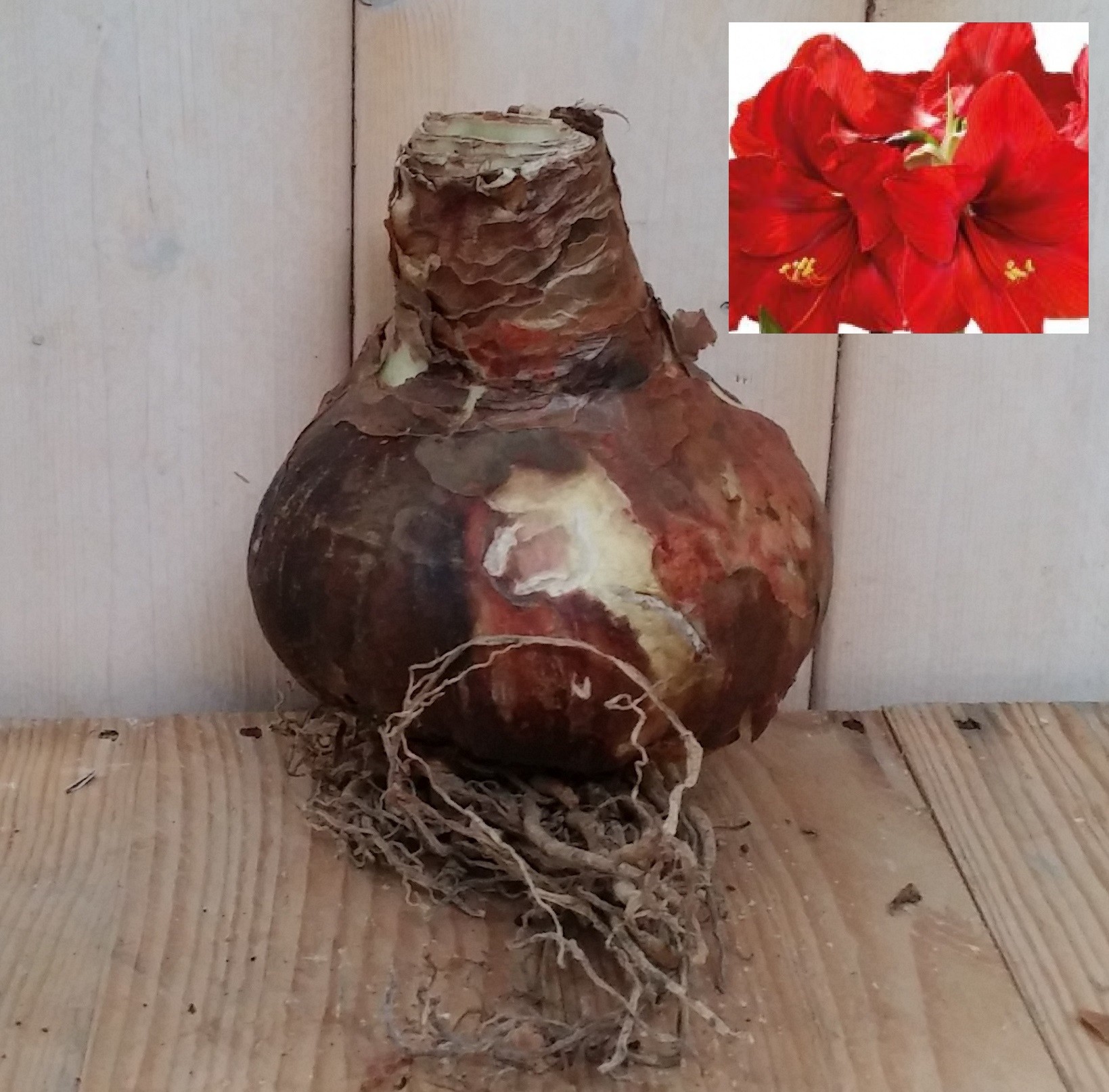 Warentuin Natuurlijk Amaryllis Jumbo Rood - 