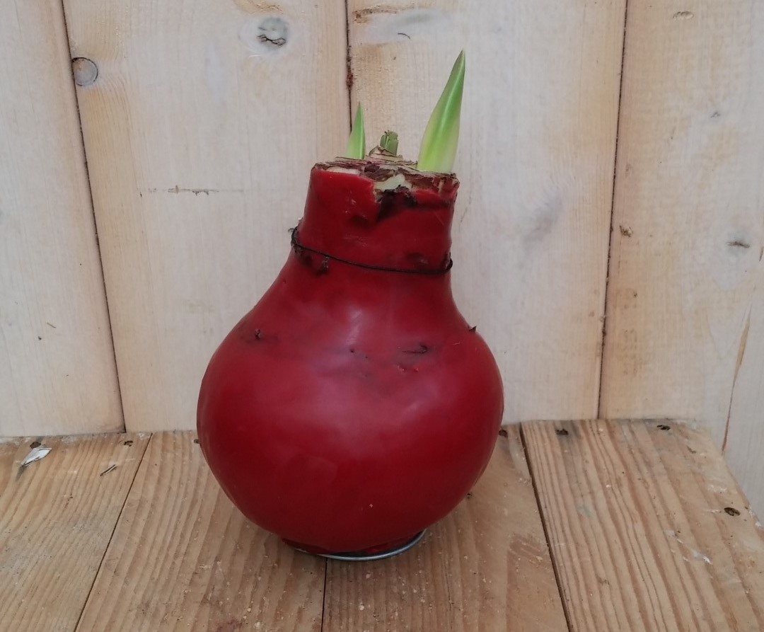 Warentuin Natuurlijk Amaryllisbol rood in wax - 