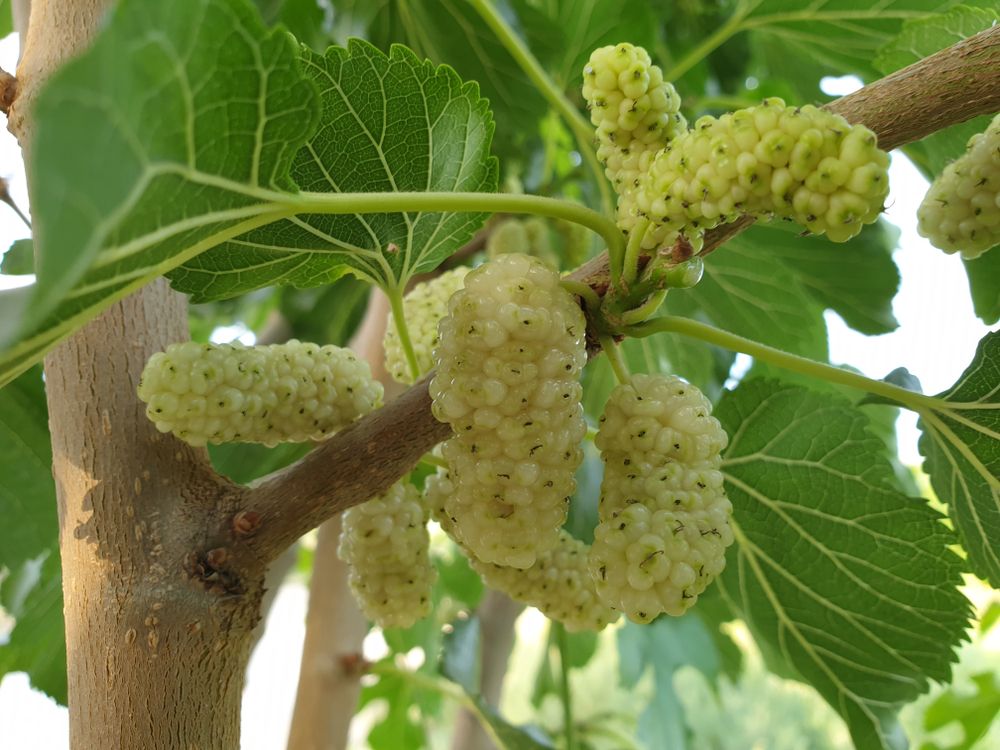 Tuinplant.nl Witte moerbei