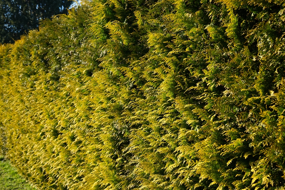 Tuinplant.nl Gele coniferenhaag