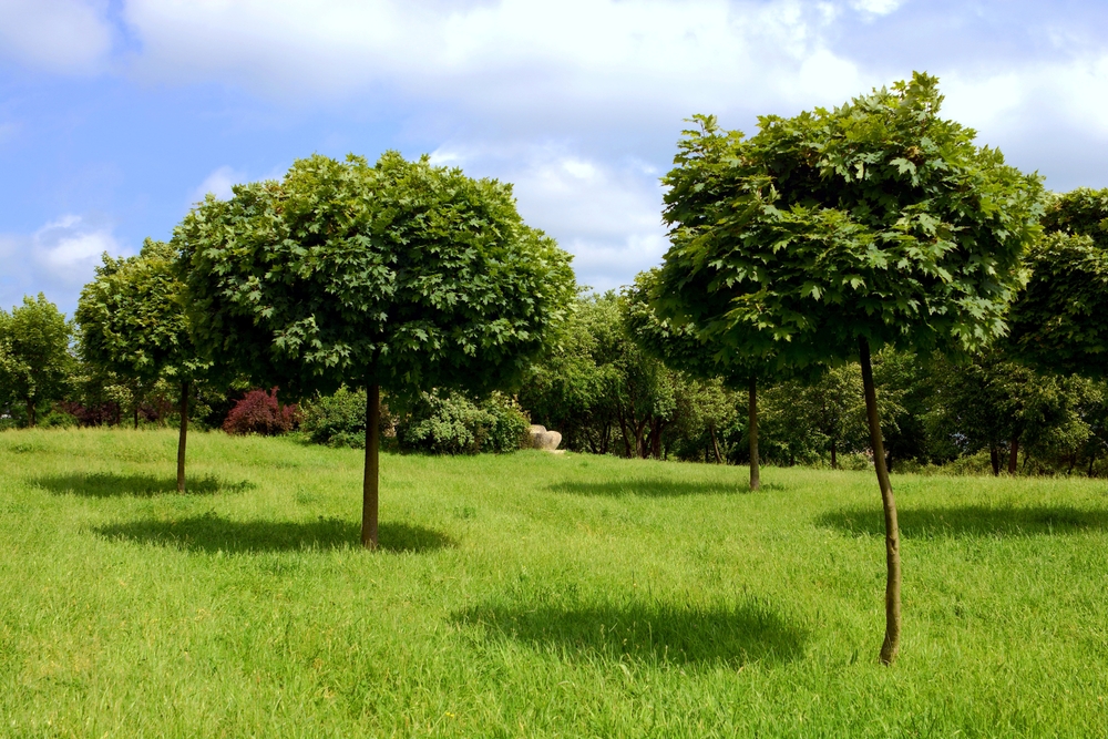 Tuinplant.nl Noorse bol esdoorn