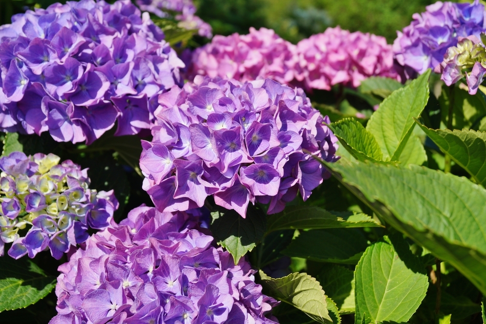 Tuinplant.nl Kleinblijvende Hortensia