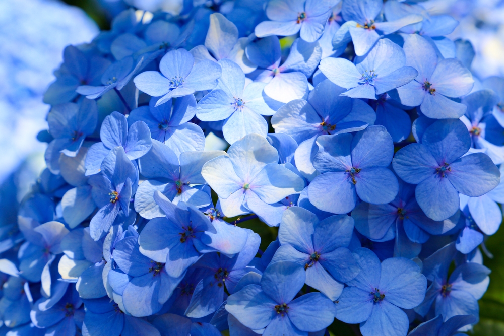 Tuinplant.nl Kleinblijvende Hortensia