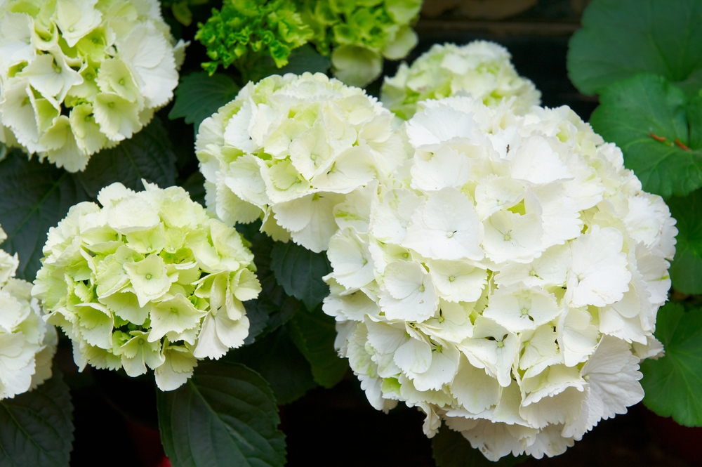 Tuinplant.nl Kleinblijvende Hortensia