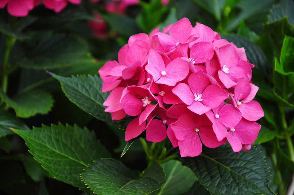 Tuinplant.nl Kleinblijvende Hortensia