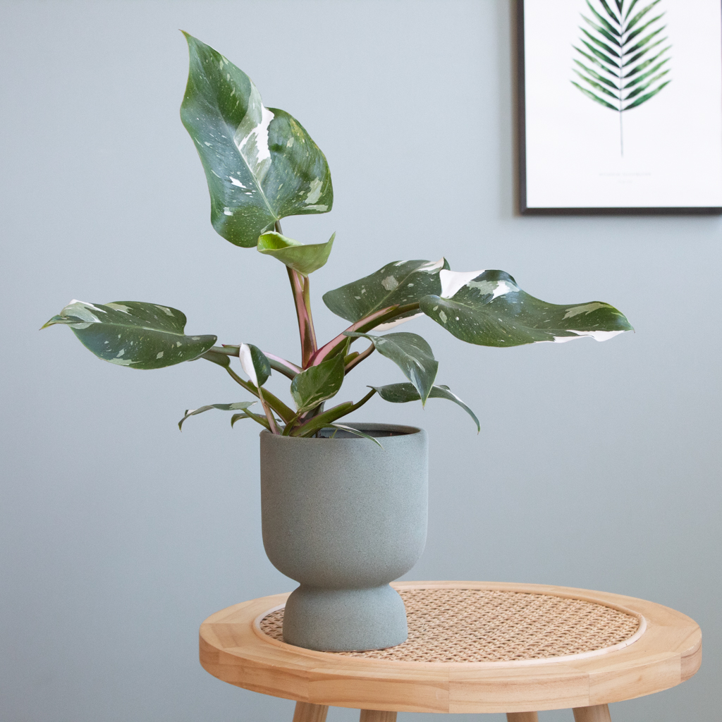 Plantje Philodendron White Princess - P12